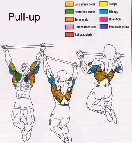 How I developed a better physique than most Army Rangers by doing pull-ups