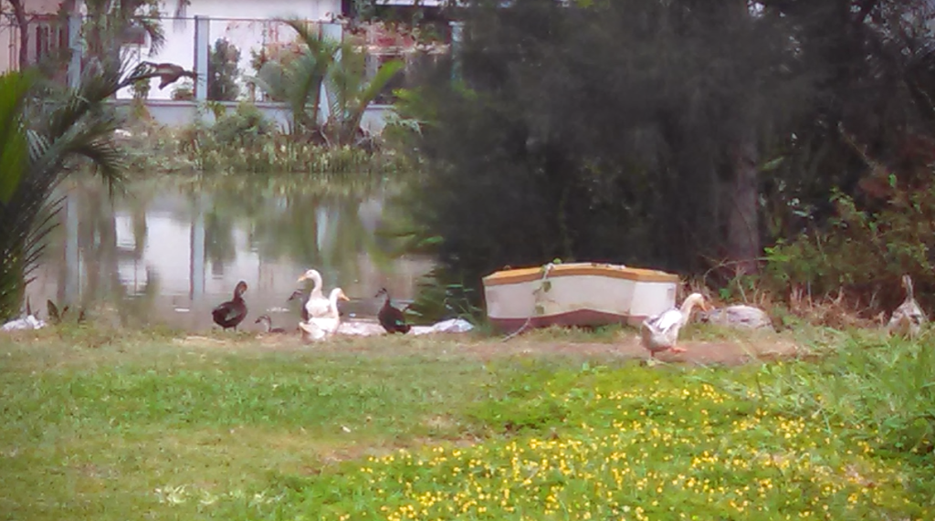 Ducks In Park